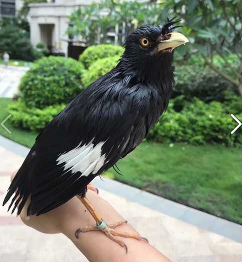 八哥从窝到孵化需要多长时间