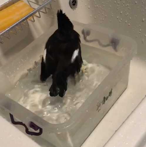 黑八哥孵化多久出壳