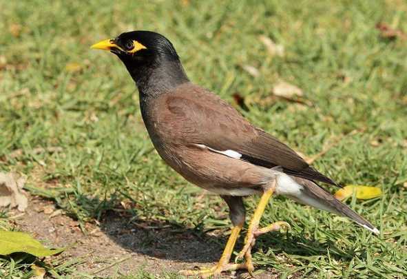 我的宠物海南八哥