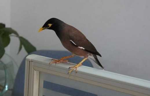 上海八哥鸟多少钱一只