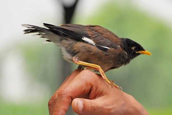 海南八哥学话能力怎样?