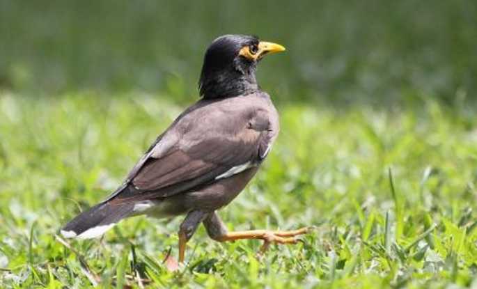 海八哥公母怎么分