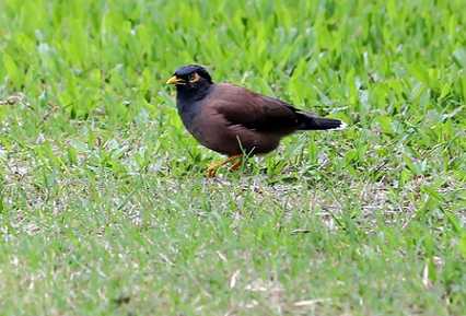我养有只海南八哥可以上手玩，我走哪都会飞在我身上.请问这样是否很听话了？放它也不怕飞走了？可以带出