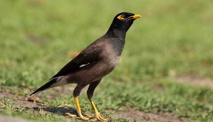 上海八哥鸟多少钱一只