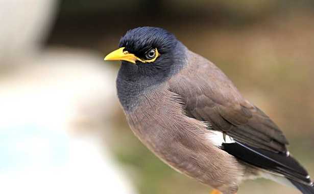 我的宠物海南八哥