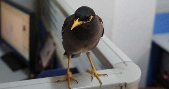 上海八哥鸟多少钱一只