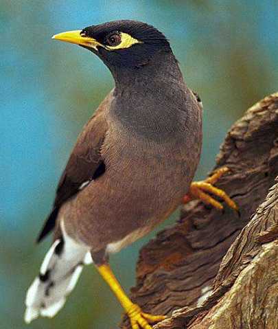 我的宠物海南八哥