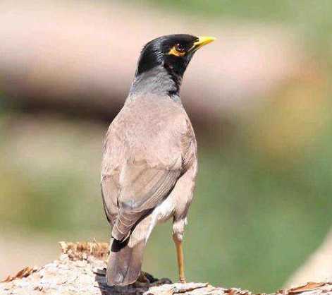 海南八哥怎么分工母？