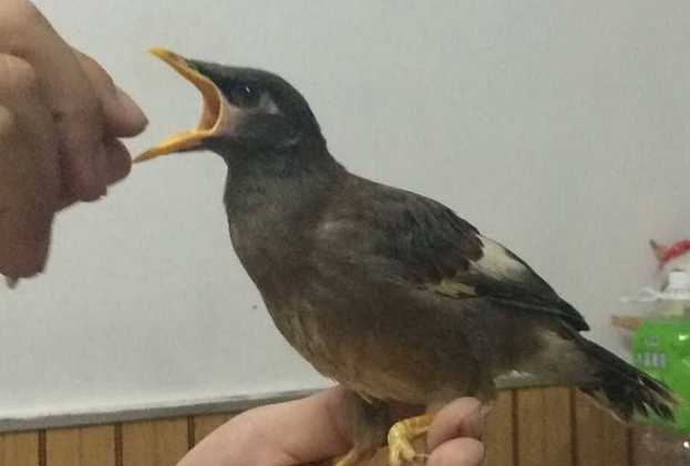 上海八哥鸟多少钱一只