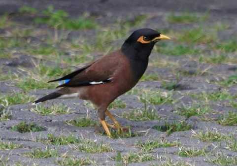 海南八哥好还是本地八哥好?