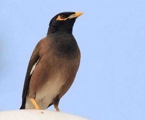 上海八哥鸟多少钱一只