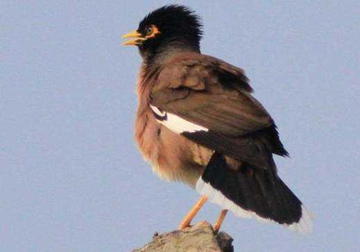 上海八哥鸟多少钱一只