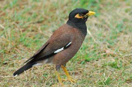 上海八哥鸟多少钱一只