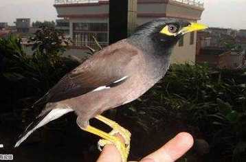 上海八哥鸟多少钱一只