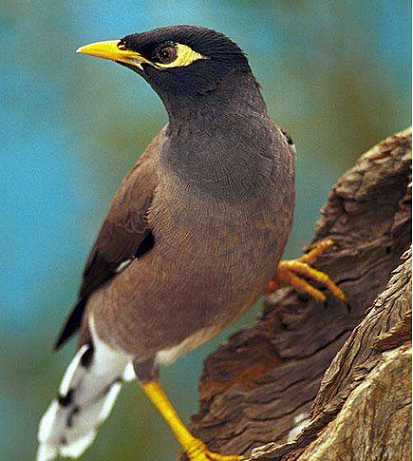 黑八鸟和海八怎么分辨