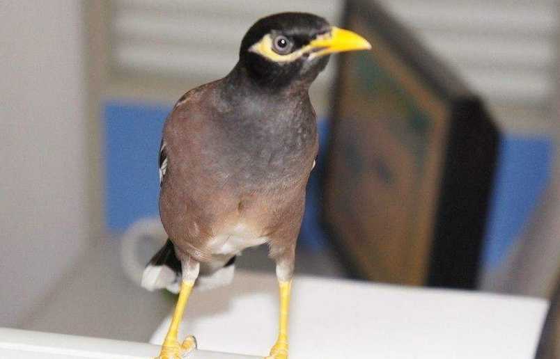 一只海南八哥飞进我家，一直跟着我怎么办？