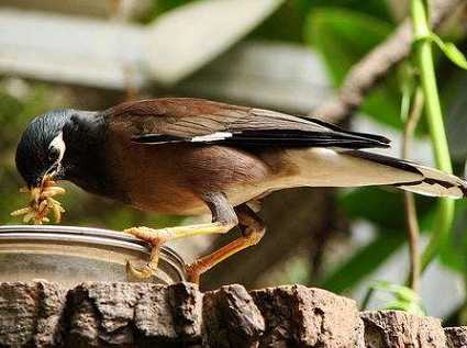 上海八哥鸟多少钱一只