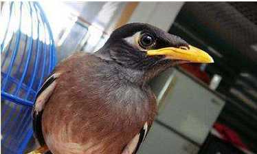 我的宠物海南八哥