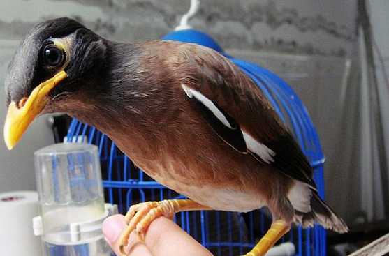 海南八哥怎么分工母？