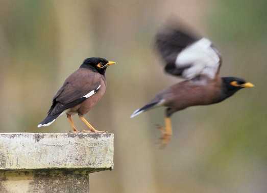上海八哥鸟多少钱一只