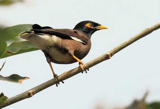 海南八哥学话能力怎样?