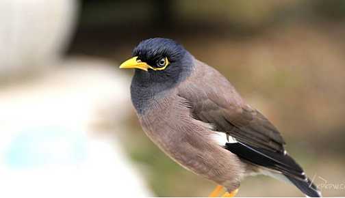 我的宠物海南八哥