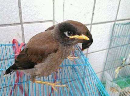 2个月的海八哥什么时候会转喉