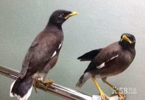 我的宠物海南八哥