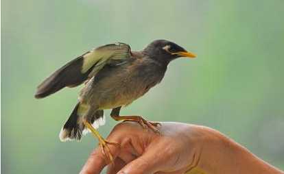 上海八哥鸟多少钱一只