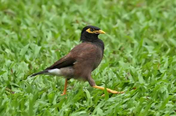 上海八哥鸟多少钱一只