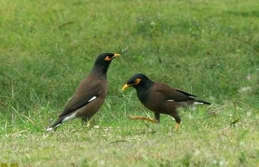 海南八哥好还是本地八哥好?