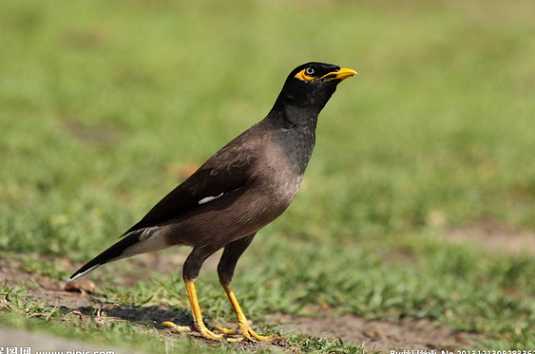 海南八哥怎么分工母？