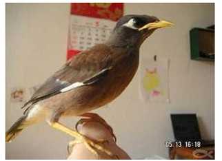 我养有只海南八哥可以上手玩，我走哪都会飞在我身上.请问这样是否很听话了？放它也不怕飞走了？可以带出