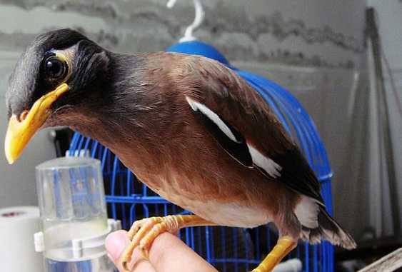 一个月的海南八哥怎么训养