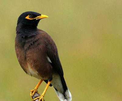 公的黑八哥和母的海八哥配对成功后