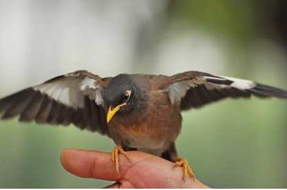 上海八哥鸟多少钱一只