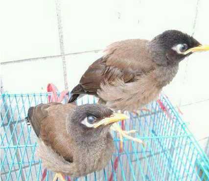 海八哥什么时候转喉