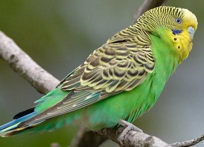 为什么我的一对绿和尚鹦鹉会这么怕人！