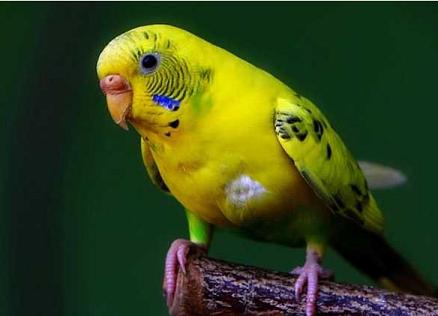 特价包活包公母虎皮鹦鹉鸟幼鸟训练会说话