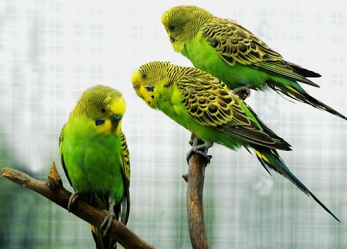 求鉴别未成年虎皮鹦鹉公母？