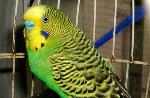 虎皮鹦鹉怎么分公母?