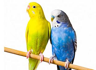 网上是否可以买到虎皮鹦鹉我的一对鹦鹉不知公母，有经验的告诉一下，