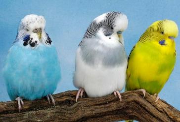 怎样分辨虎皮鹦鹉的公母!