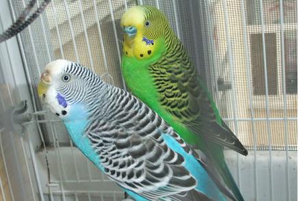 鹦鹉下蛋应该注意些什么我家鹦鹉前两天下蛋了，小小的，很可爱，但我