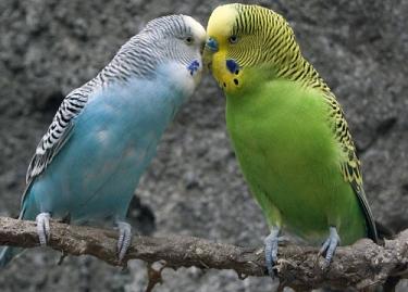 虎皮鹦鹉毛上有小白点是怎么了