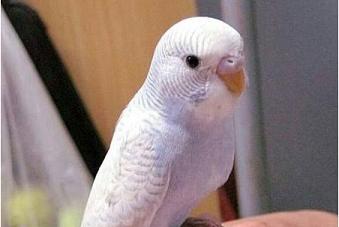 夏季吃什么水果最好