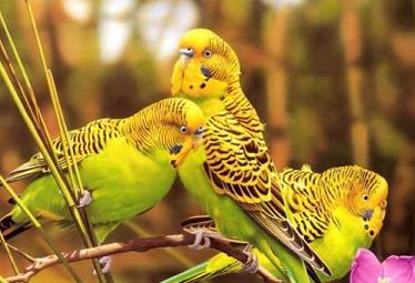 虎皮鹦鹉怎样分公母？