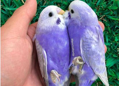 为什么虎皮鹦鹉不能吃东西了,怎么办