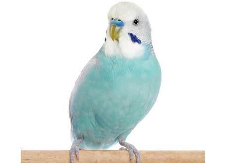 虎皮鹦鹉要到多大才可以下蛋 虎皮鹦鹉要到多大才可以下蛋