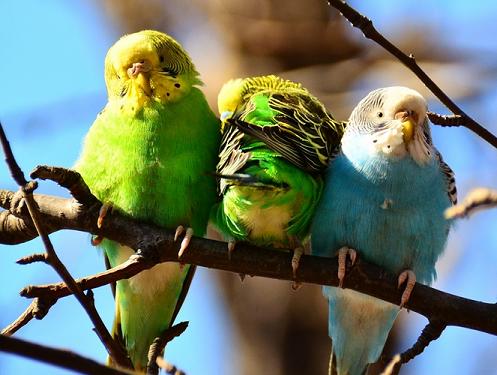 【攀妈爆照】虎皮鹦鹉@美人指